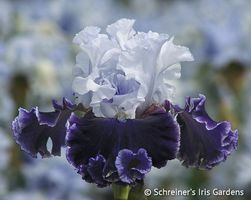 Iris Germanica Feel the Thunder
