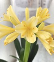 **Rarität** Clivia Gelb
