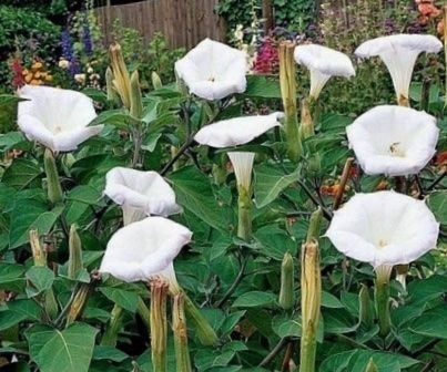 Pflanzen & Samen: LETZTE 15 SAMEN GRAINES SEMI: DATURA STRAMONIUM – Neu und originalverpackt aus Rovio von POSITIFFARTandPLANTS 5