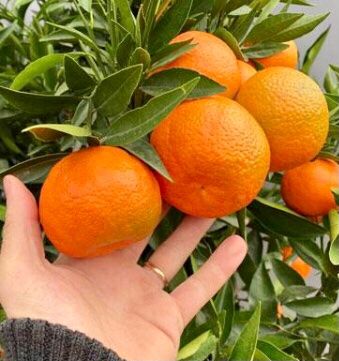 Piante & sementi: Ab 5.- fr 5 Samen Clementino CITRUS RETICULATA – Nuovo e nell'imballaggio originale da Rovio venduto da POSITIFFARTandPLANTS