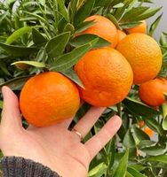 Ab 5.- fr 5 Samen Clementino CITRUS RETICULATA