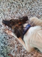 🐕 Hundehalsband mit silberner Musterung