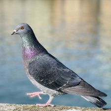 Profile image of alexib