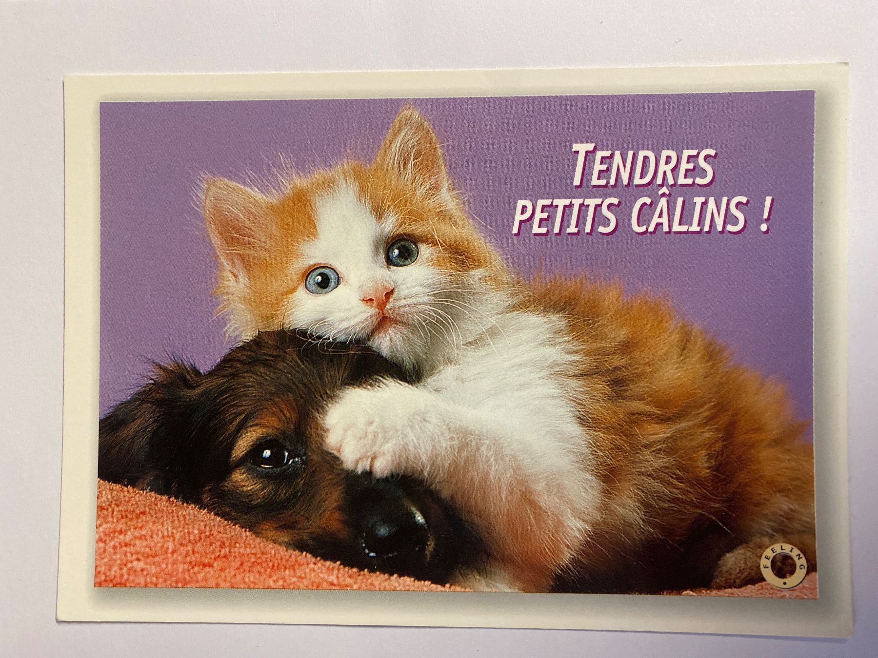 Cartoline postali: Carte postale: Chaton et chiot adorables! – Nuovo (secondo la descrizione) da Le Brassus venduto da cinema13