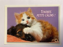 Carte postale: Chaton et chiot adorables!