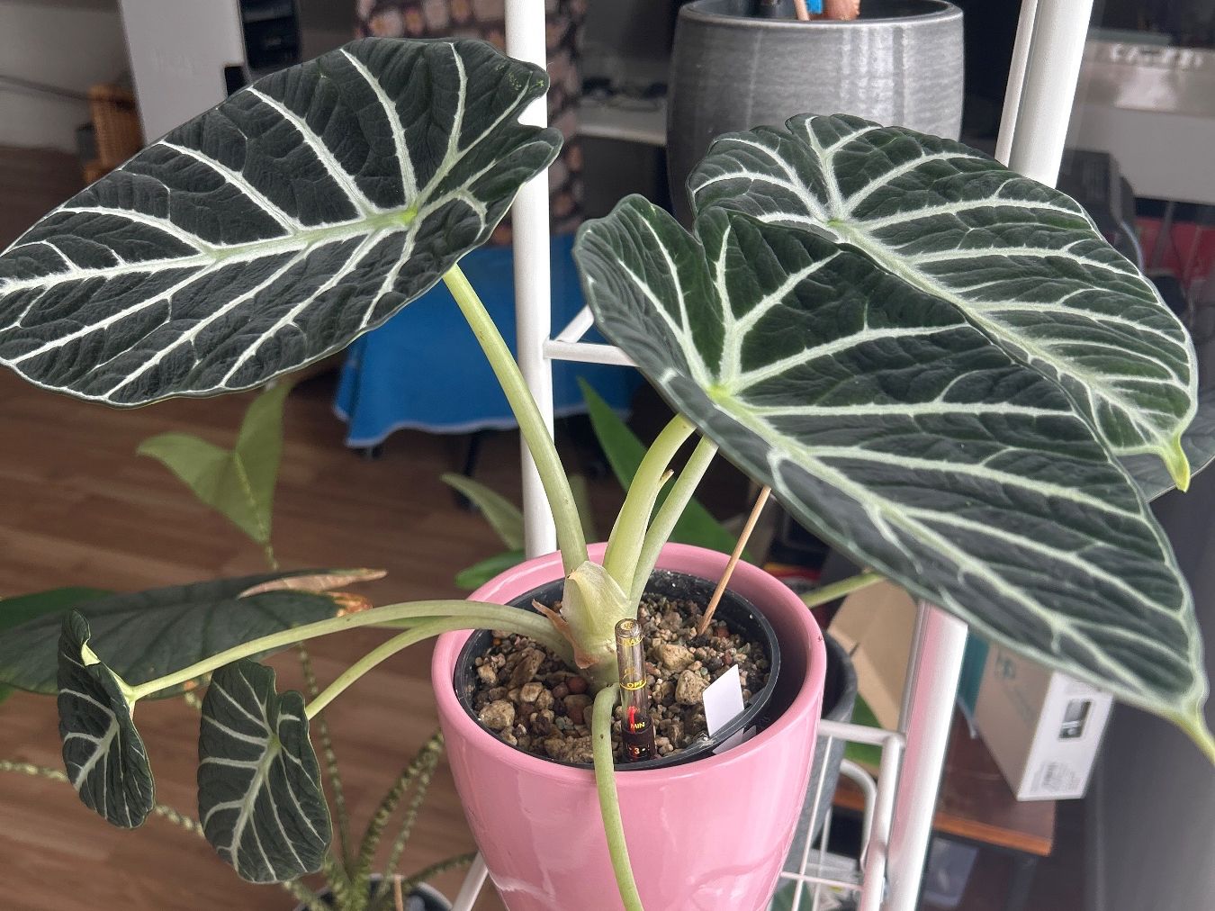 Piante & sementi: Alocasia Ninja – Nuovo (secondo la descrizione) da Scherzingen venduto da Elefantenohr.ch