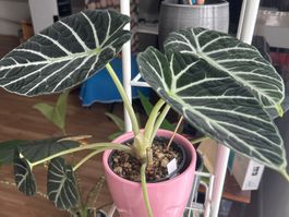 Alocasia Ninja