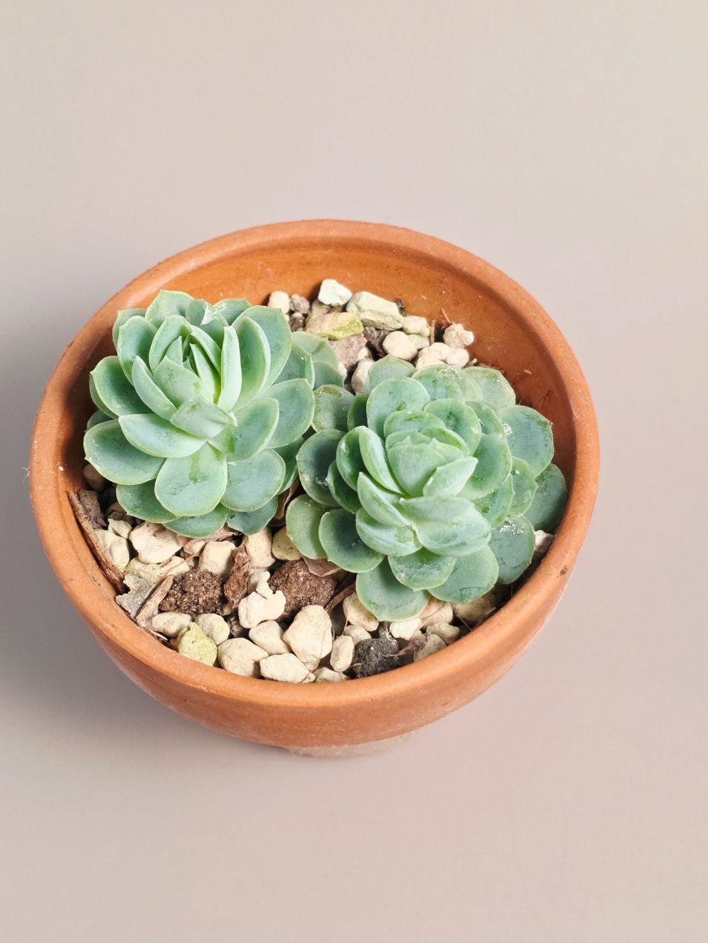 Piante & sementi: Echeveria – Nuovo (secondo la descrizione) da Gerolfingen venduto da Azora 1