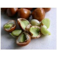Faux-Pistachier  15-20cm