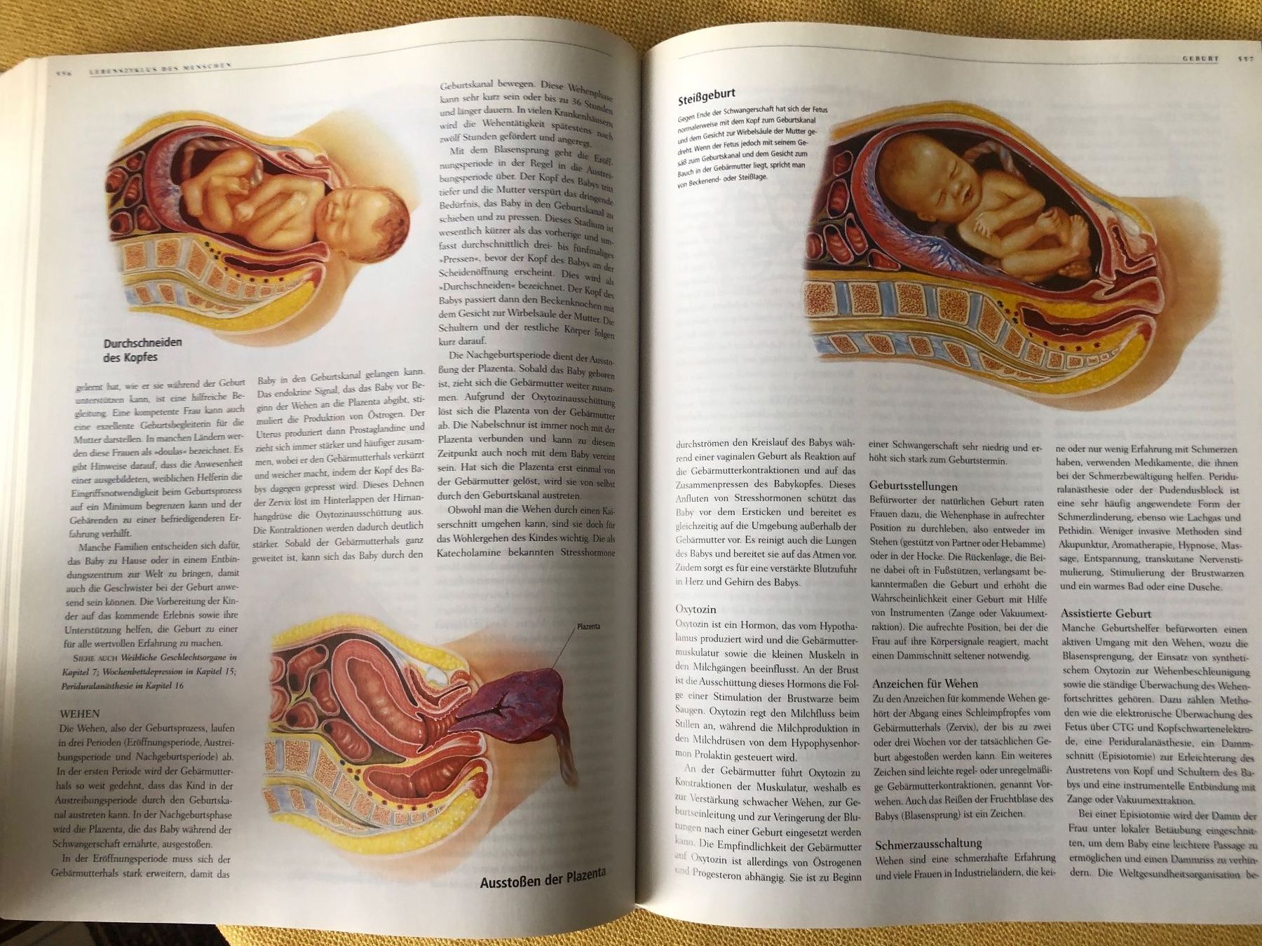 Libri: ANATOMICA von Könemann – Usato da Oberweningen venduto da Gerini 8