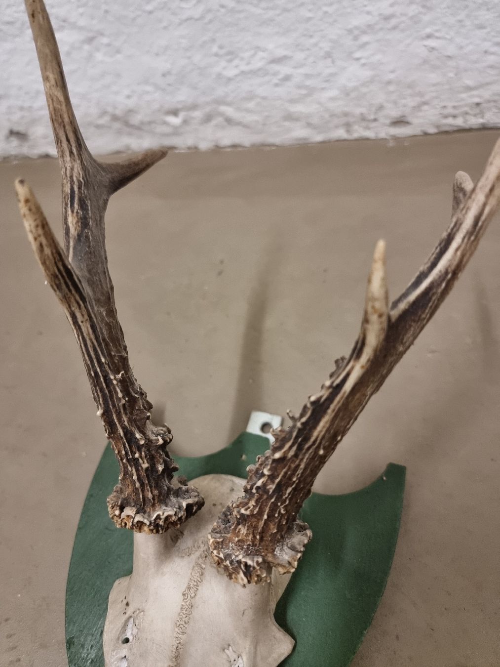 Il mondo degli animali: Hirschgeweih auf Grünem Schild - Jagdtrophäe Deko – Usato da Olten venduto da Mezopotamya 2
