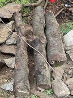 Holz Kirsche Baumstämme