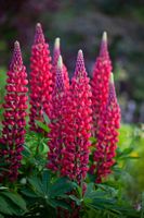 30 Samen Lupine Russel THE PAGES Staudenlupine