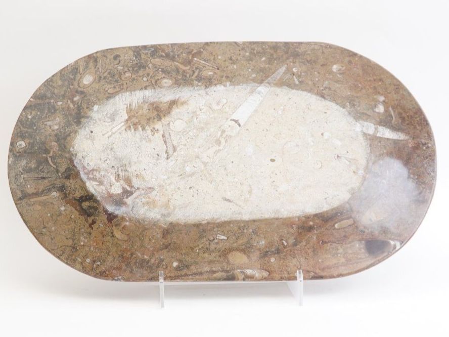 Fossili: Plat en pierre fossilisée – Usato da Bogis-Bossey venduto da VNT-GE.ch 2