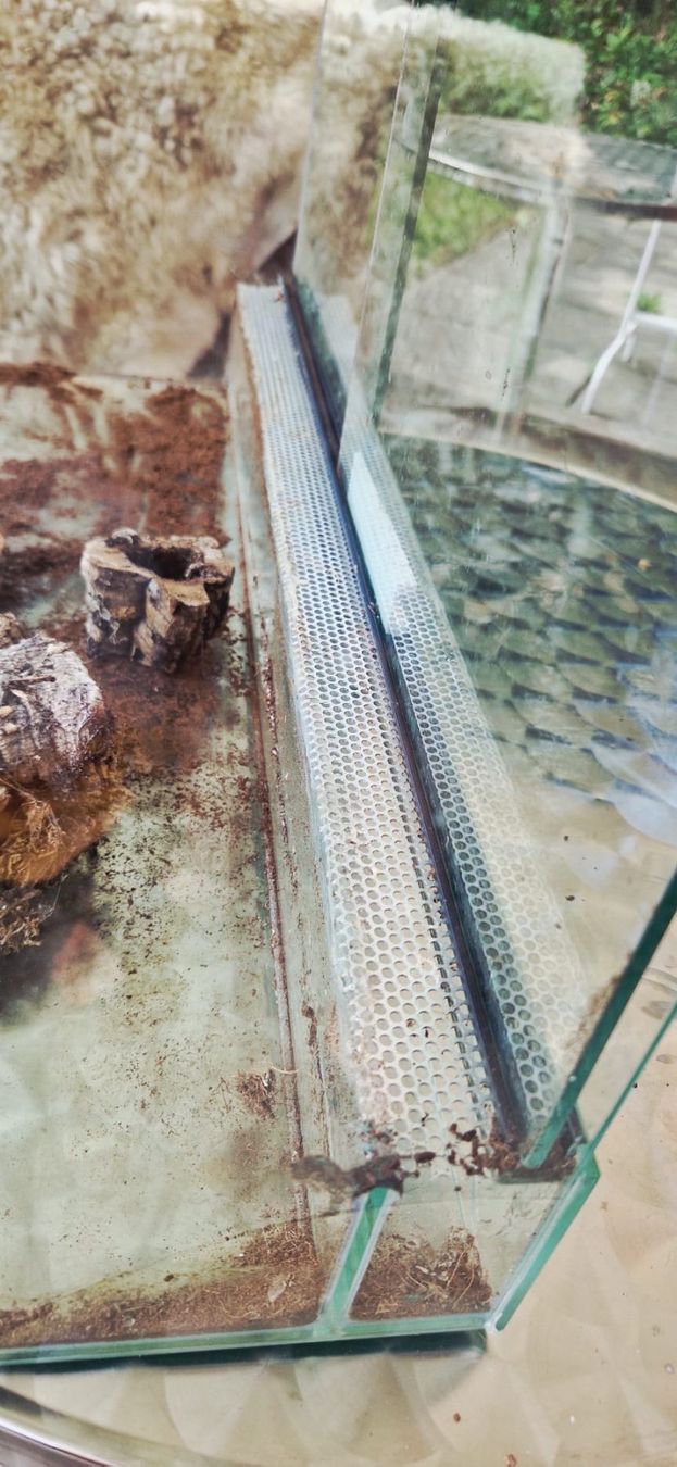 Terrario: Terrarium Glas 60 x 40 x 30 – Usato da Zürich venduto da Serz 2