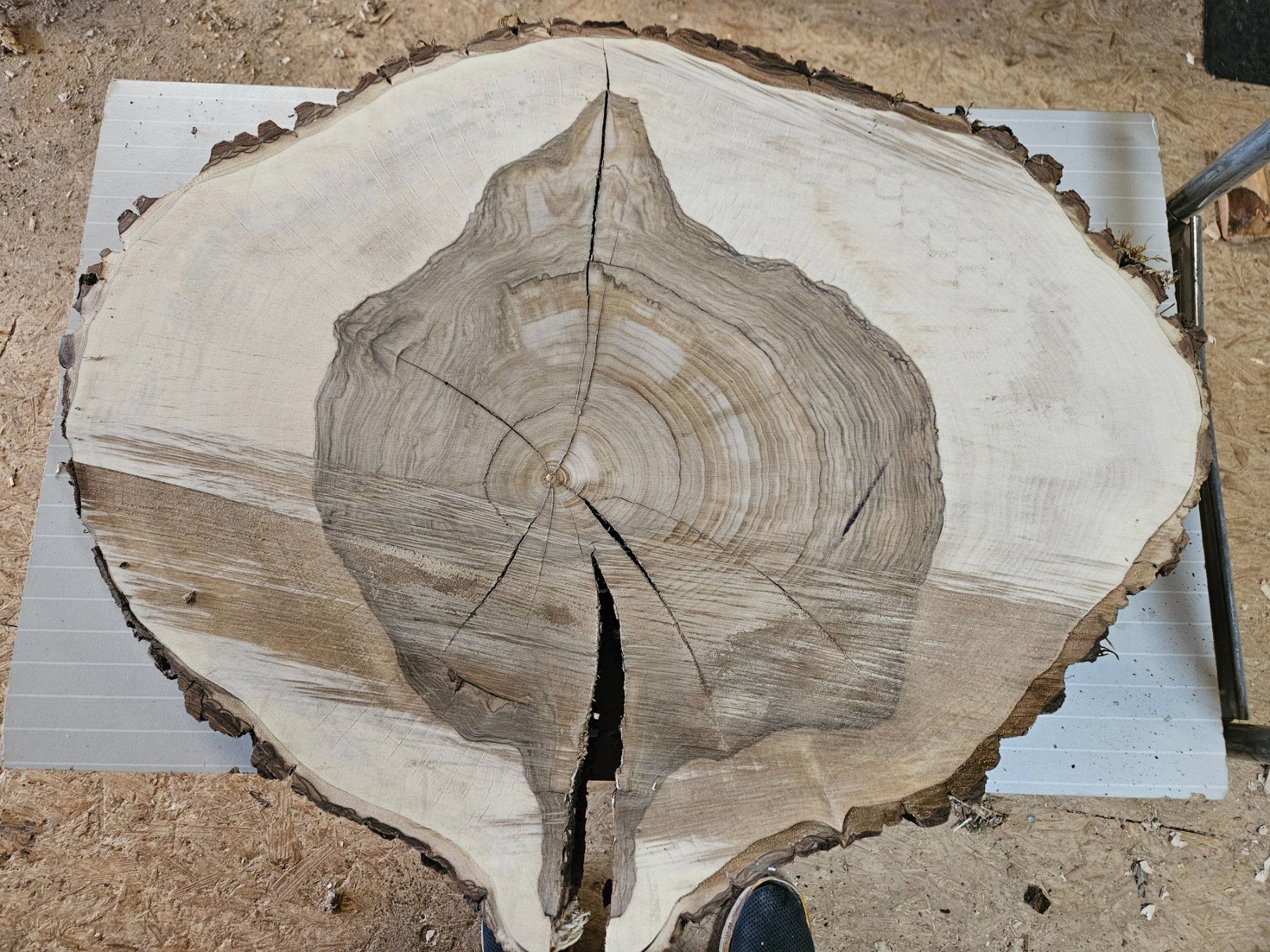 Holzartikel: Nussbaum Holz Baumscheibe – Neu (gemäss Beschreibung) aus Schangnau von egli6.2 2
