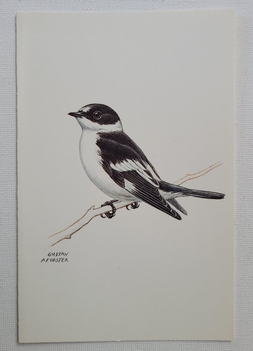 Cartoline postali: HALSBANDSCHNÄPPER – Nuovo (secondo la descrizione) da Neftenbach venduto da Mador6