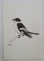 HALSBANDSCHNÄPPER