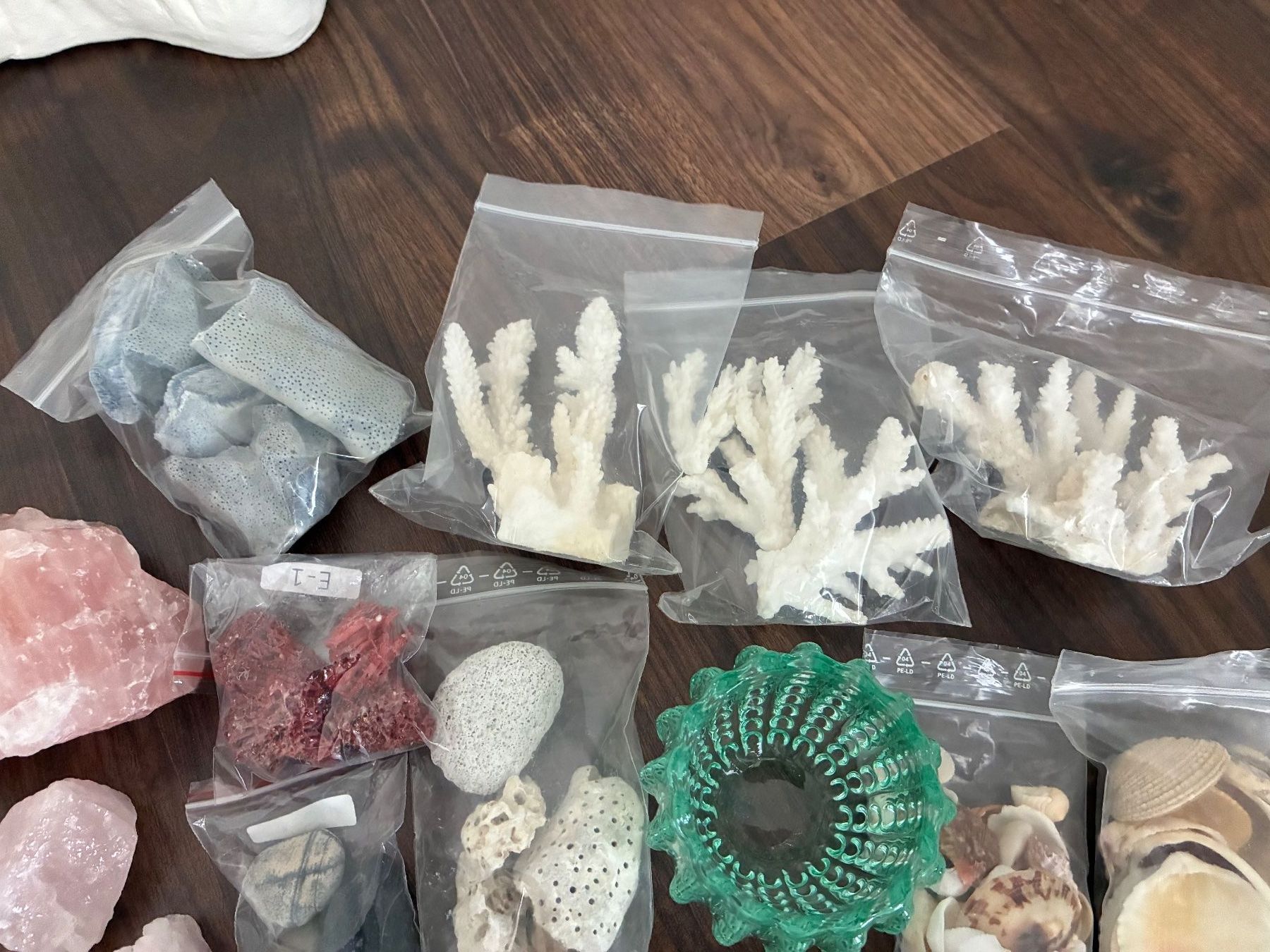 Fossili: Muschelset Diverses – Usato da Frick venduto da sandra037 9