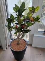 Tropische Codiaeum Croton Pflanze