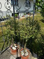 Stammbäumchen japanische Zierweide (Salix Hakuro Nishiki)