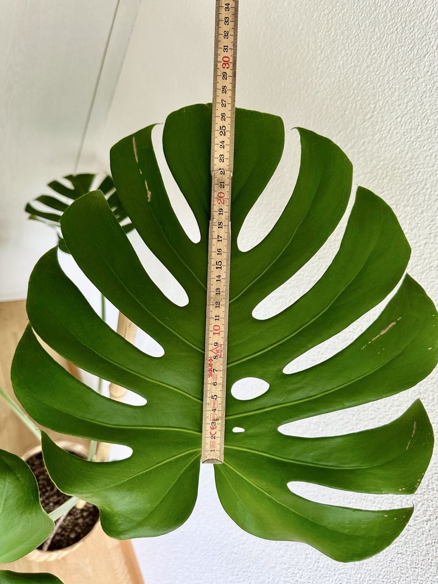 Pflanzen & Samen: Monstera Deliciosa – Gebraucht aus Bern von ACR12 3