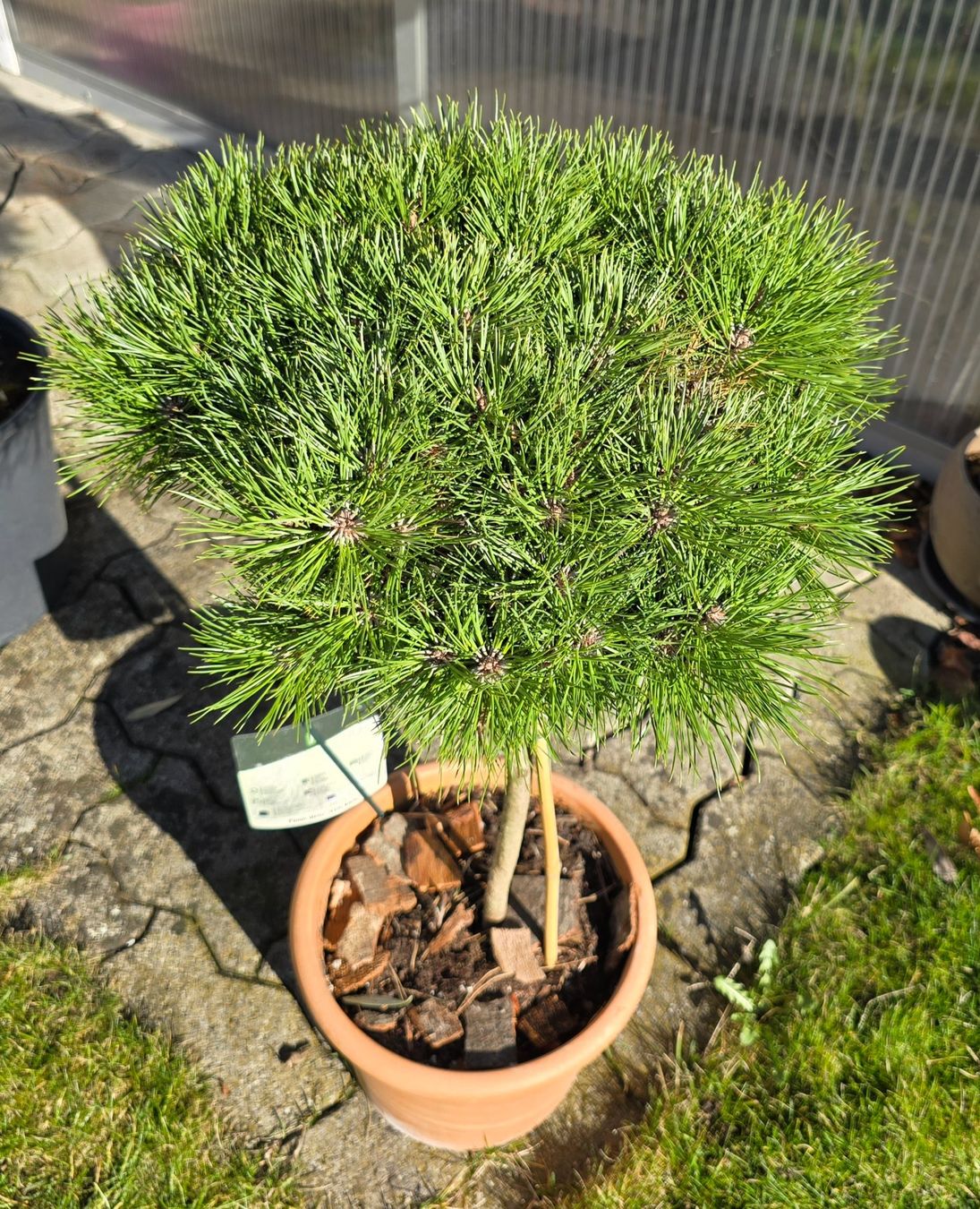 Piante & sementi: Pinus densiflora Low Glow – Nuovo (secondo la descrizione) da Aarburg venduto da popkorn65 2