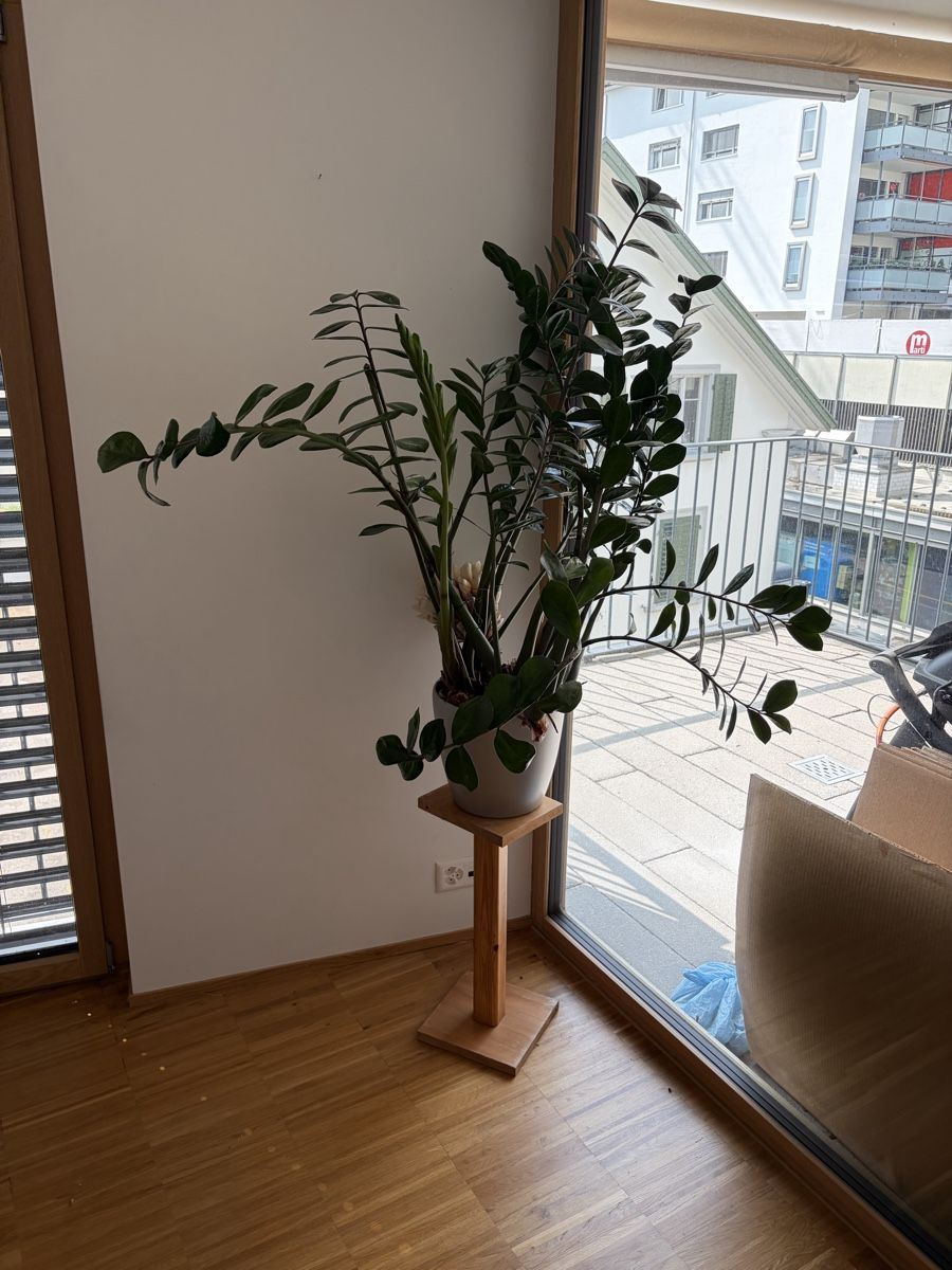 Plantes & graines: Pflanzen – D'occasion à Hirzel par Phresch 1