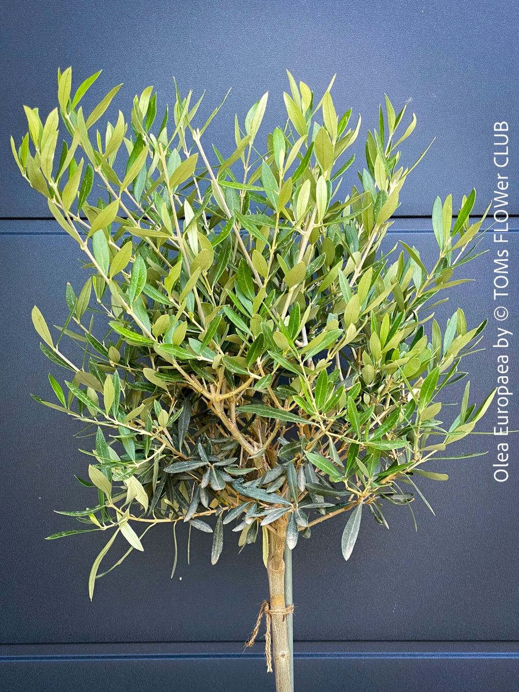 Piante & sementi: Olivenbaum - Olea Europaea - schönes Bäumchen – Nuovo e nell'imballaggio originale da Adliswil venduto da astom369 2