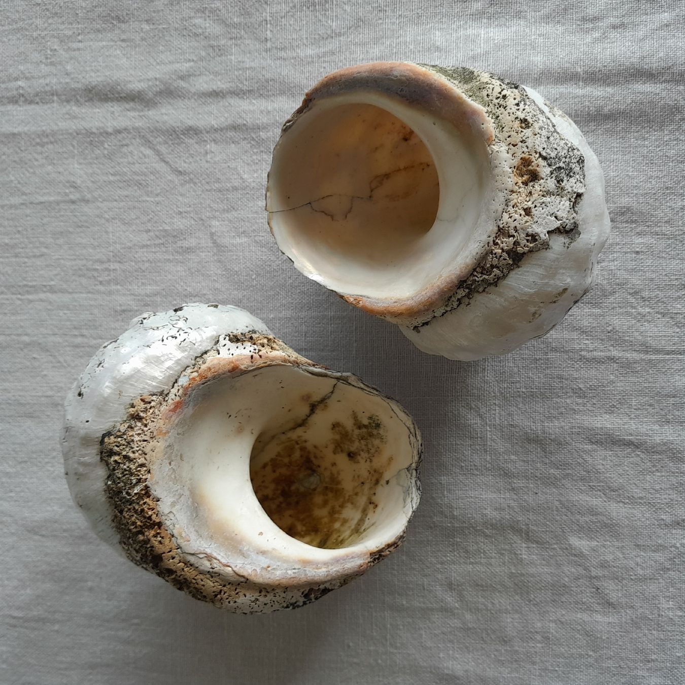 Fossilien: 2er Set, grosse Perlmutt Turbo-Schnecken – Gebraucht aus Knutwil von Kompex 1
