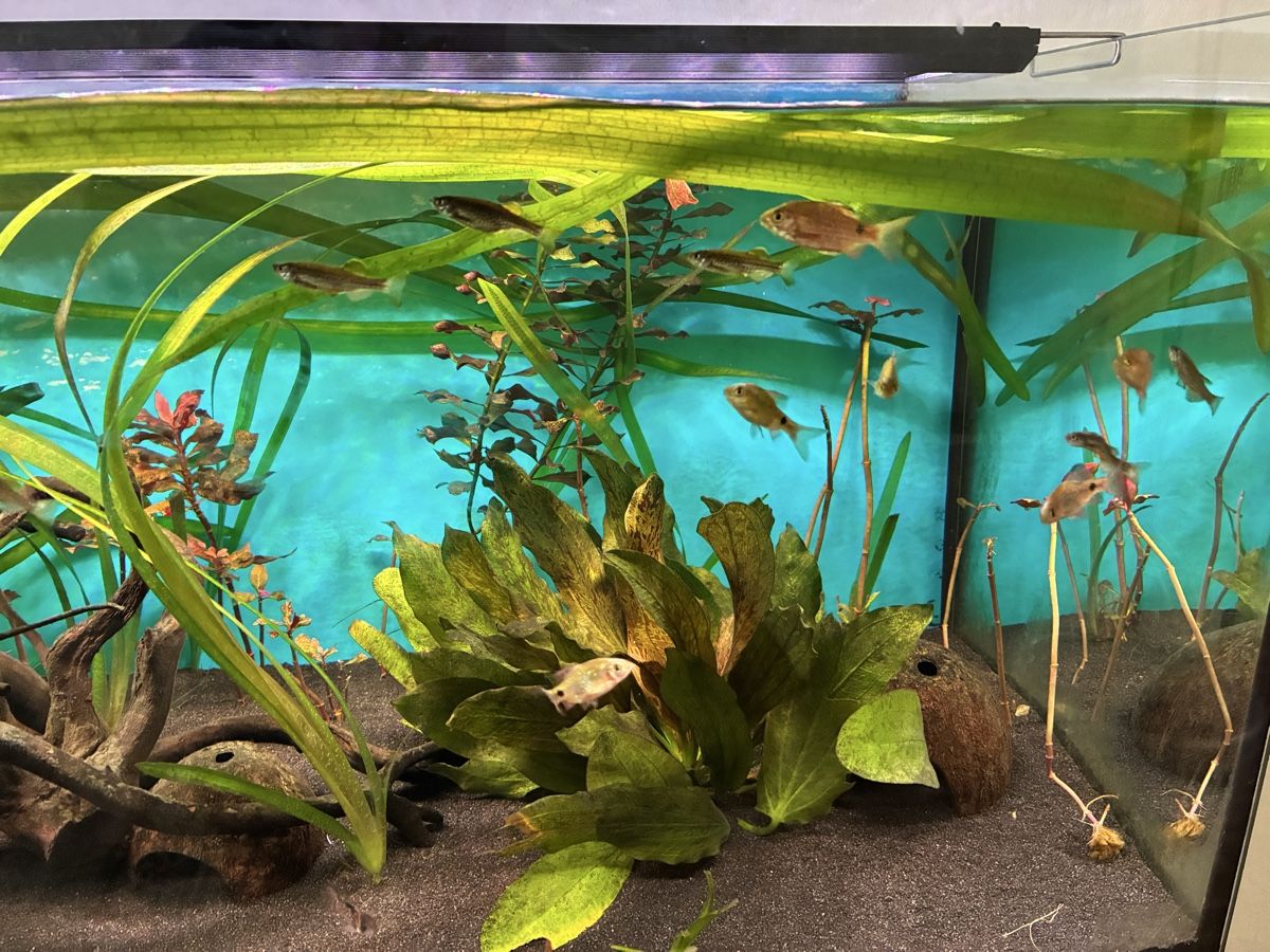 Acquari: Aquarium  160 L 6 Monate alt – Usato da Basel venduto da MuazM 3