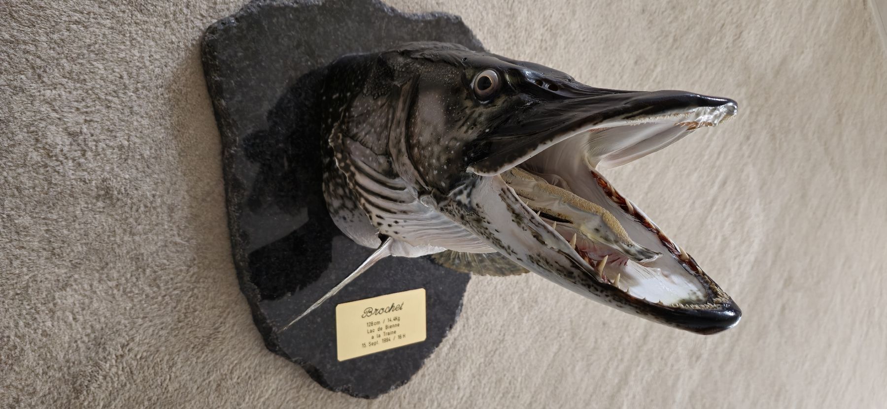 Il mondo degli animali: Brochet 1,28 m. 14,4 kg. – Nuovo (secondo la descrizione) da Brügg BE venduto da Podo10 1