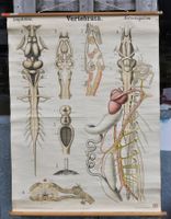 Plakat 1901 Vertebrata Amphibia Nervensystem Dr. Chun