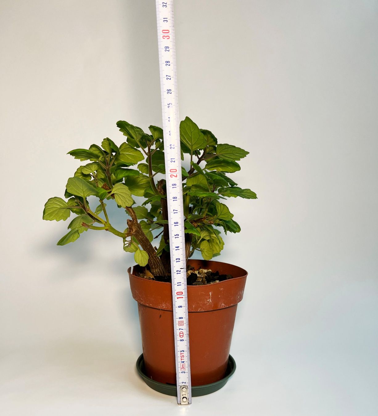 Piante & sementi: Plectranthus***** – Usato da Dübendorf venduto da Orchid18 4