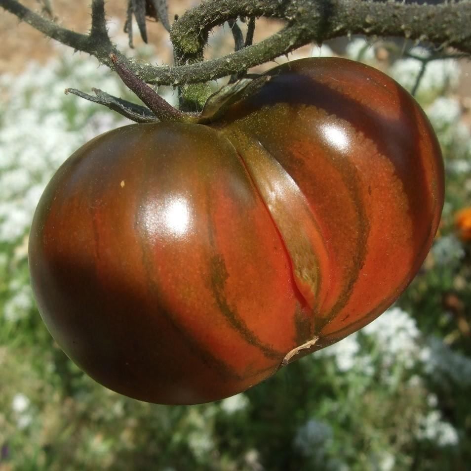 Piante & sementi: 50 Samen TOMATE FROM TULA Alte Sorte – Nuovo (secondo la descrizione) da Ehrendingen venduto da VerveinaSamen 6