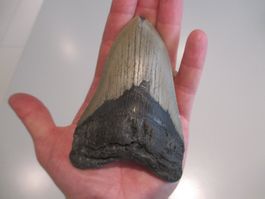 StarRecordsGmbH: Megalodon-Zahn / 11,9 cm / mit Zertifikat