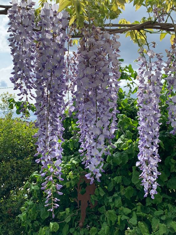 starke Glyzinie, Blauregen 0.4 m hoch aus Topf Gartenpflanze Kaufen