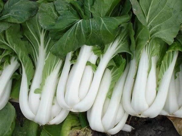 Piante & sementi: CHOU CHINOIS PAK CHOI  50g – Nuovo (secondo la descrizione) da Bremblens venduto da FIBONACCI369 1