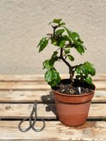 Pre-Bonsai, Acerola, Barbadoskirsche, 4J, 17cm, ab 1SFr.