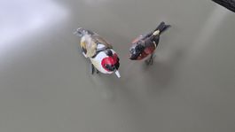 Déco de jardin: Couple d'oiseaux en métal, fait main.