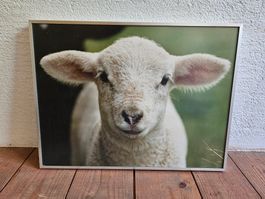 Photobild hinter Glas, Schaf, Höhe 30cm, Breite 40cm