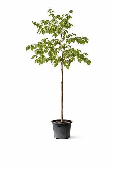 Piante & sementi: Maulbeerbaum "Morus Alba" - Lieferung möglich – Usato da Zuckenriet venduto da Thur_Plant
