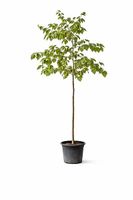 Maulbeerbaum "Morus Alba" - Lieferung möglich