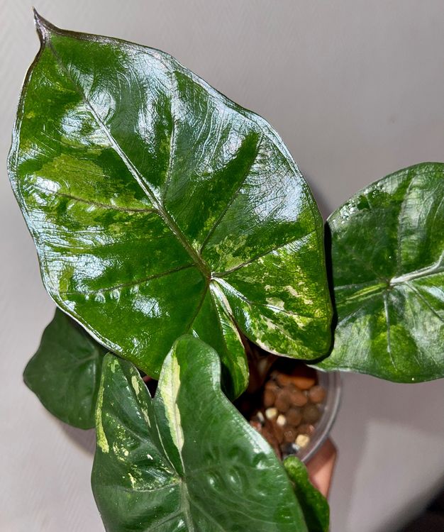 alocasia yucatan princess variegata Kaufen auf Ricardo