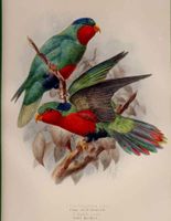 Fringilline Lory, Kuhl's Lory. Litho, 1896, Keulemans