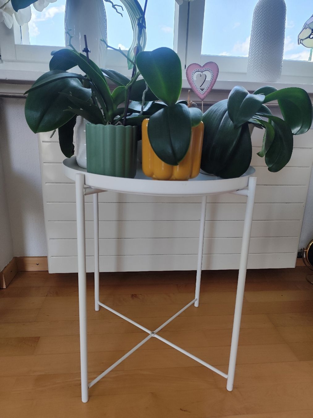 Pflanzen & Samen: 5 gesunde Orchideen mit Töpflis – Gebraucht aus Zürich von Claudia_Zueri