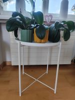 5 gesunde Orchideen mit Töpflis