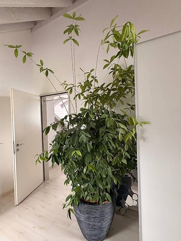 Piante & sementi: Zimmerpflanze gross – Usato da Embrach venduto da gaby004