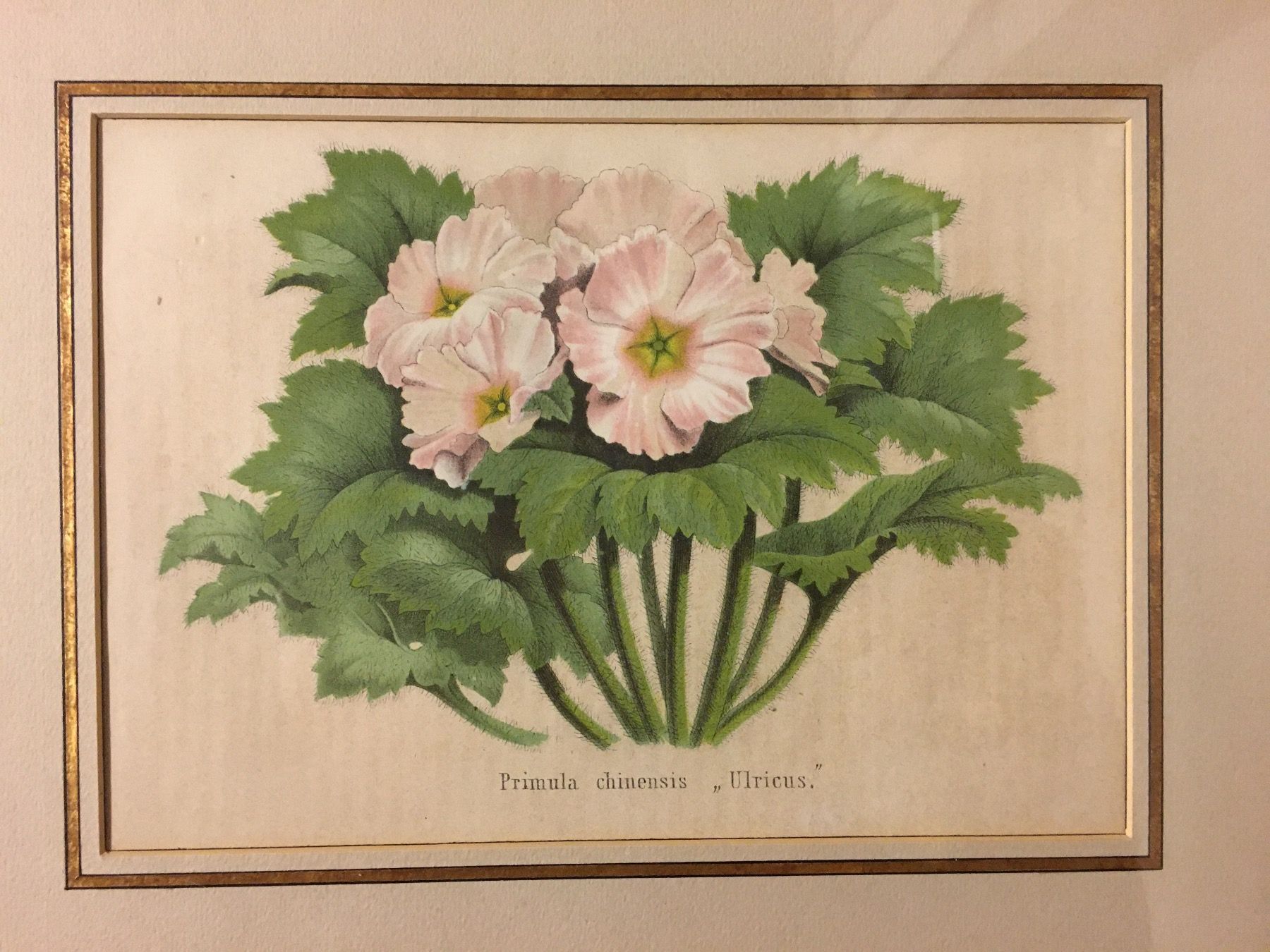 Grafica & Litografie: Alte Bild Primula  Farblithographie – Usato da Lanzenhäusern venduto da vic63 1