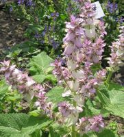 Muskateller-Salbei (Salvia sclarea )/ 5 Samen